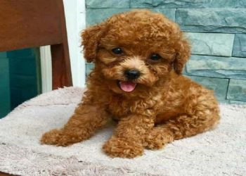Thức ăn dành cho chó Poodle từ 2 đến 3 tháng tuổi