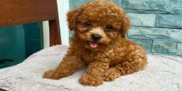 Thức ăn dành cho chó Poodle từ 2 đến 3 tháng tuổi