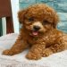 Thức ăn dành cho chó Poodle từ 2 đến 3 tháng tuổi
