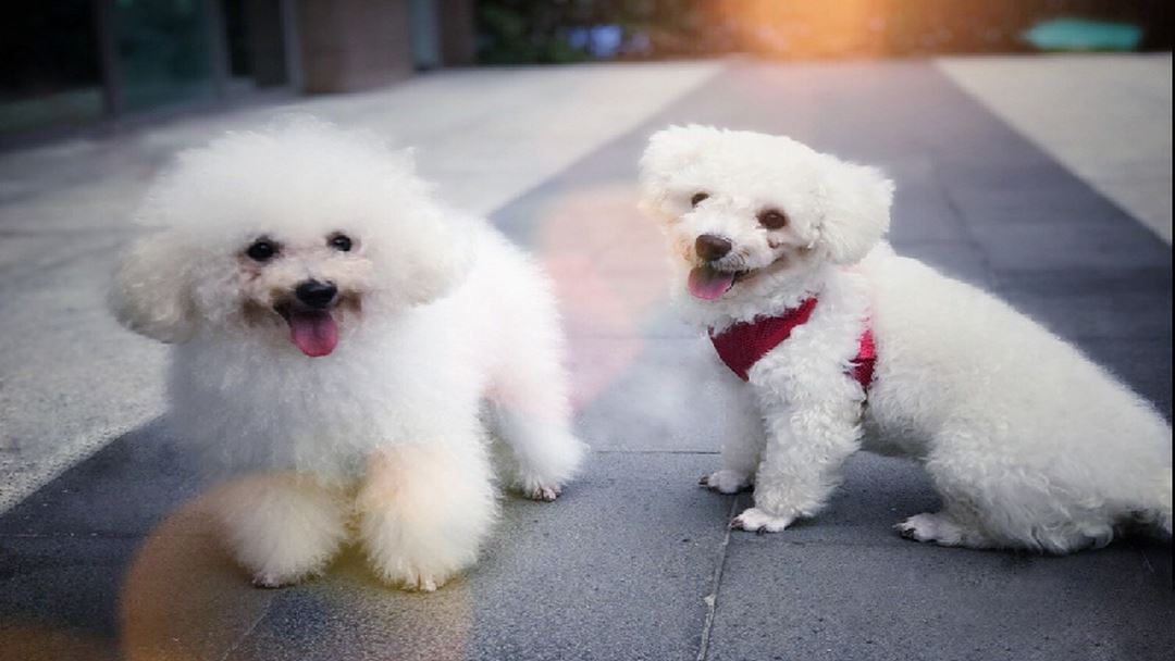 Thức ăn cho Poodle trên 6 tháng tuổi