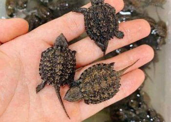 Hướng dẫn cách mua rùa Cá Sấu con khỏe mạnh