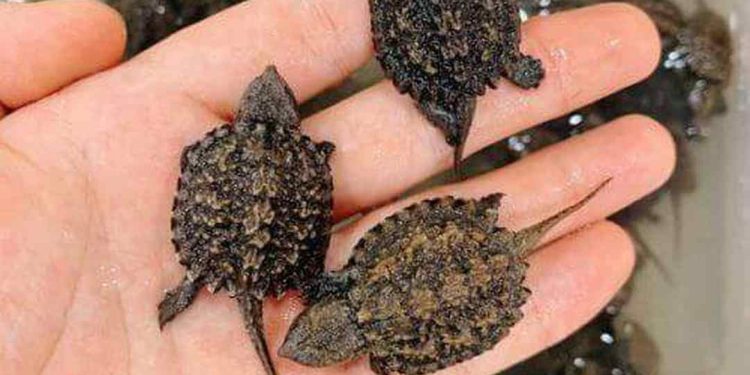 Hướng dẫn cách mua rùa Cá Sấu con khỏe mạnh