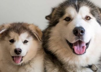 Cách phân biệt chó Alaska thuần chủng ra sao?