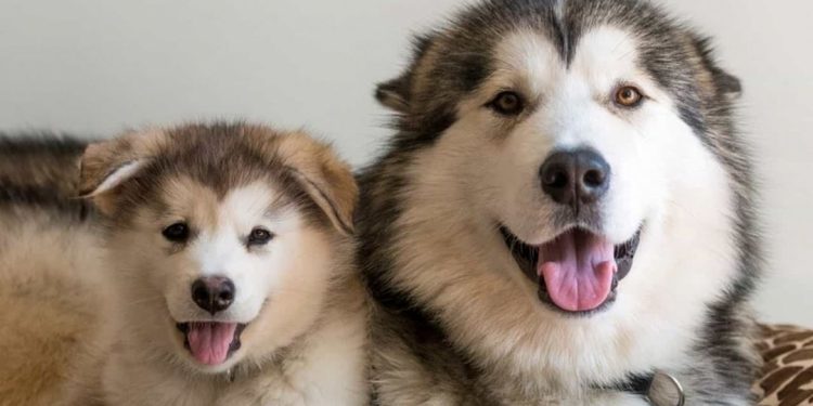 Cách phân biệt chó Alaska thuần chủng ra sao?