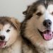 Cách phân biệt chó Alaska thuần chủng ra sao?