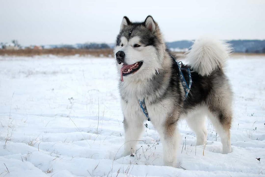 Những lời khuyên khi mua chó Alaska thuần chủng