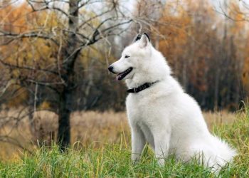 Chó Alaska màu trắng tuyết