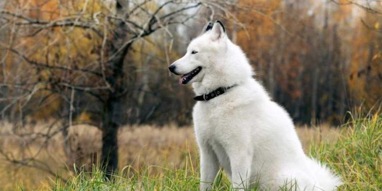 Chó Alaska màu trắng tuyết