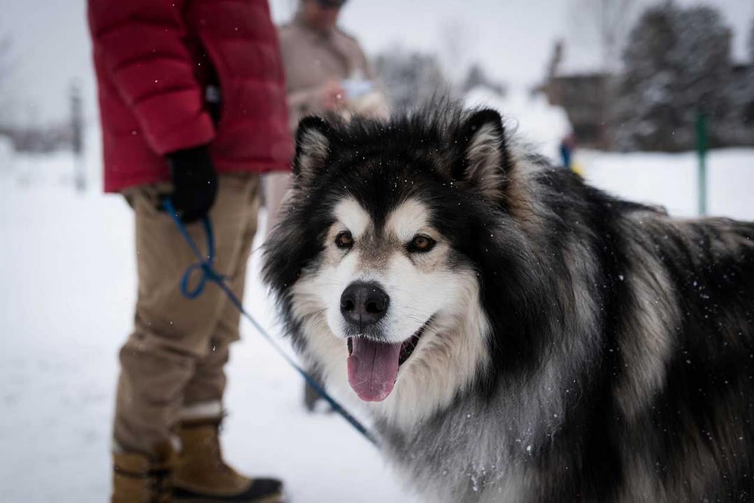 Lưu ý khi chọn mua chó Alaska