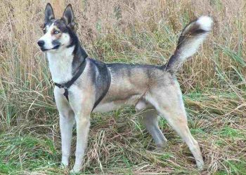 Chó Alaska lai Husky