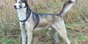 Chó Alaska lai Husky