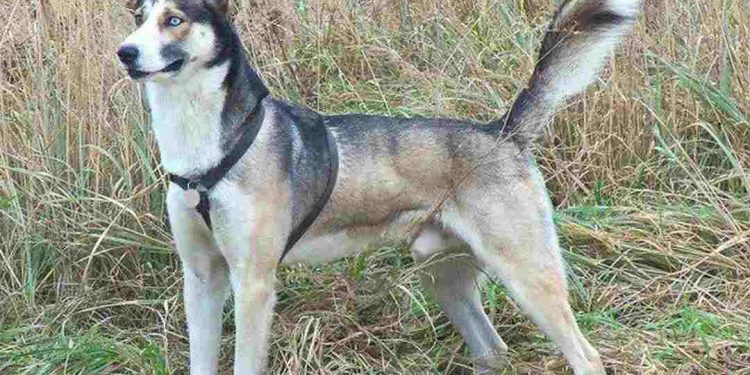 Chó Alaska lai Husky