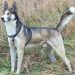 Chó Alaska lai Husky