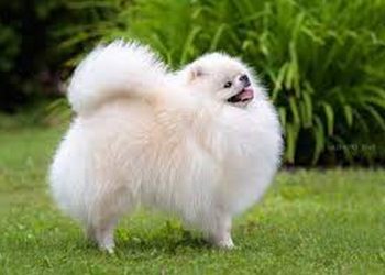 Chó Bắc Kinh lai phốc sóc với vẻ ngoài đáng yêu