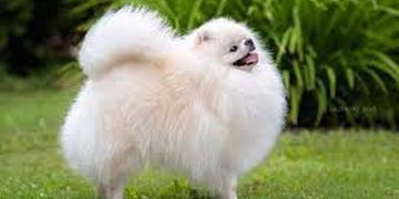 Chó Bắc Kinh lai phốc sóc với vẻ ngoài đáng yêu