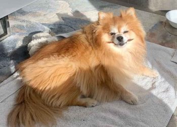 Đặc điểm phốc sóc lai Nhật