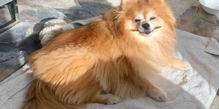 Đặc điểm phốc sóc lai Nhật