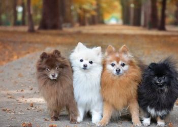 Chó phốc sóc mini giá bao nhiêu?