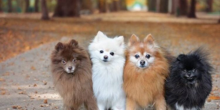 Chó phốc sóc mini giá bao nhiêu?