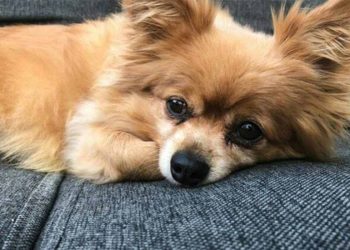 Hình ảnh so sánh chó Phốc Sóc thuần chủng và chó Phốc Sóc lai Chihuahua