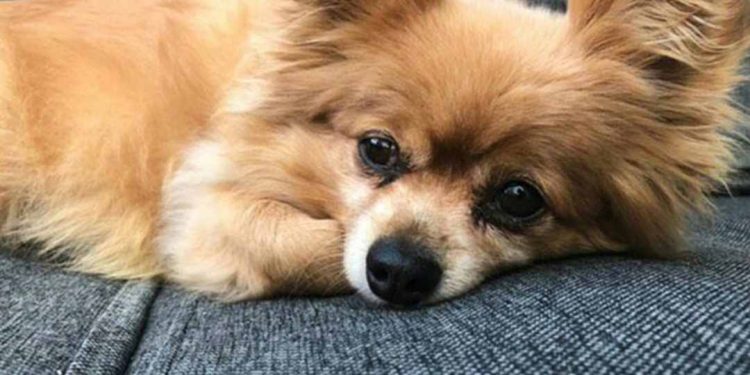 Hình ảnh so sánh chó Phốc Sóc thuần chủng và chó Phốc Sóc lai Chihuahua