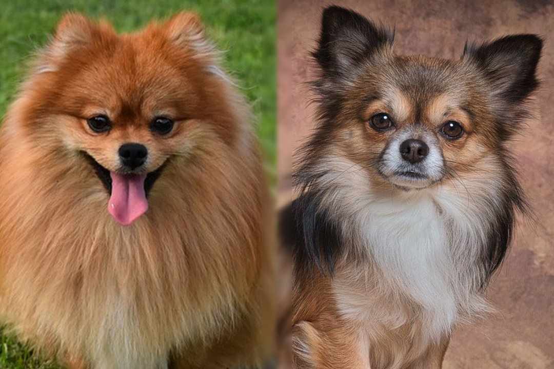 Lưu ý khi nuôi chó Phốc Sóc Pom lai Chihuahua