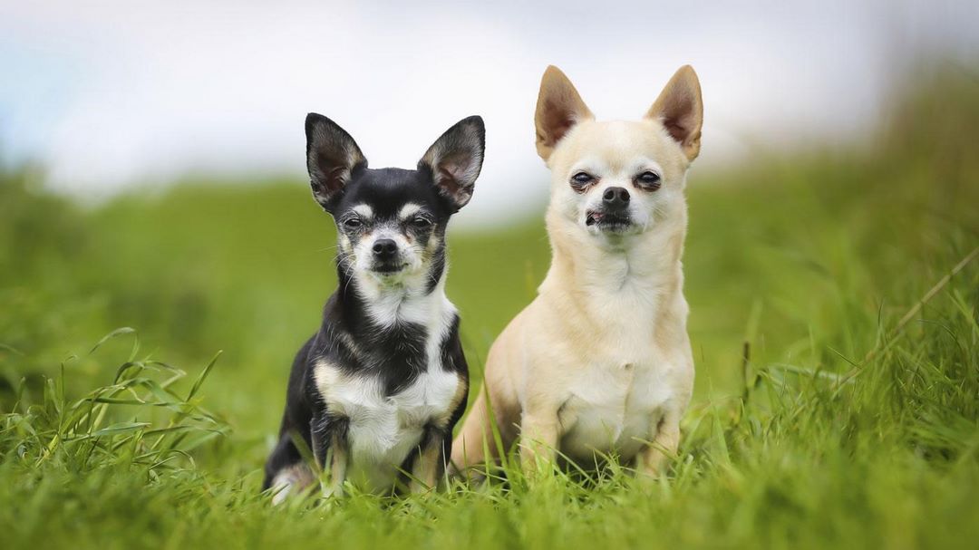 Chó Phốc Sóc lai Chihuahua hiện nay có giá bán ra sao?