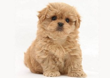 Hình ảnh một chú chó Phốc Sóc lai Poodle trưởng thành