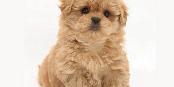 Hình ảnh một chú chó Phốc Sóc lai Poodle trưởng thành