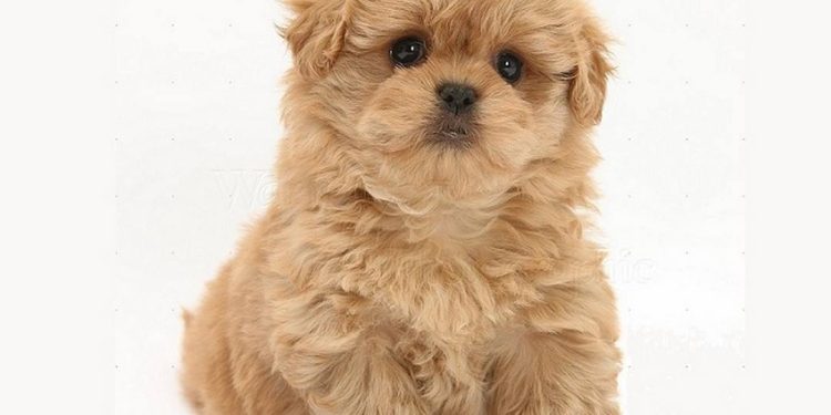Hình ảnh một chú chó Phốc Sóc lai Poodle trưởng thành