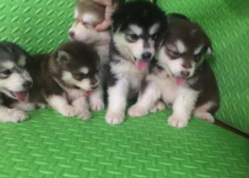 Tại sao nên chọn mua chó Alaska tại Dogily Petshop?