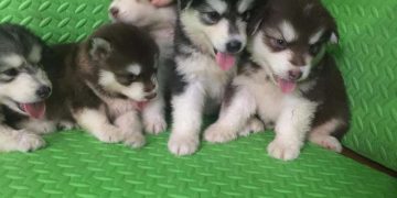 Tại sao nên chọn mua chó Alaska tại Dogily Petshop?