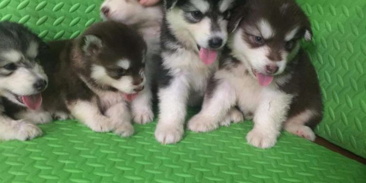 Tại sao nên chọn mua chó Alaska tại Dogily Petshop?