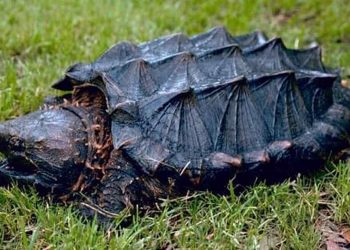 Rùa cá sấu là loài rùa nước ngọ lớn nhất thế giới