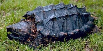 Rùa cá sấu là loài rùa nước ngọ lớn nhất thế giới