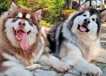 Giai đoạn từ 6 tháng trở lên