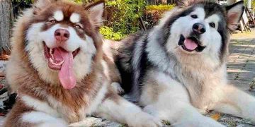 Giai đoạn từ 6 tháng trở lên