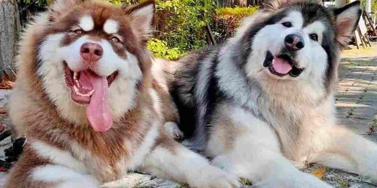 Giai đoạn từ 6 tháng trở lên