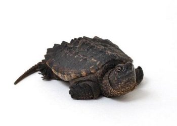 Đặc điểm của rùa Cá Sấu Alligator Snapping Turtles
