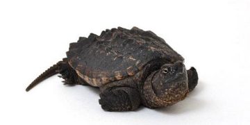 Đặc điểm của rùa Cá Sấu Alligator Snapping Turtles