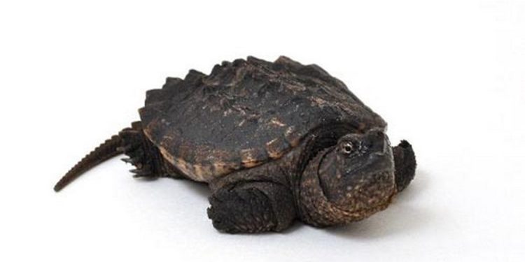 Đặc điểm của rùa Cá Sấu Alligator Snapping Turtles