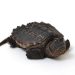 Đặc điểm của rùa Cá Sấu Alligator Snapping Turtles