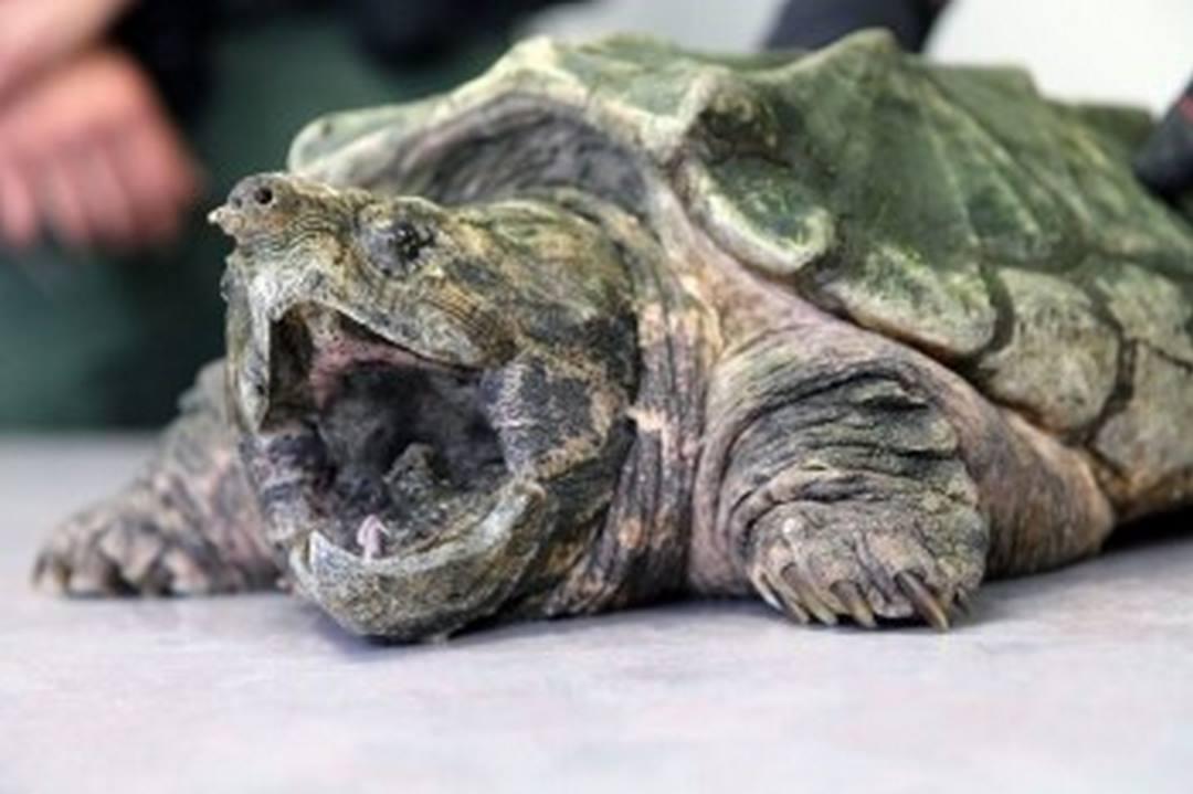 Môi trường sống của Alligator Snapping Turtles