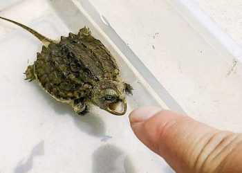 Rùa Cá Sấu bao nhiêu tiền 1 con?