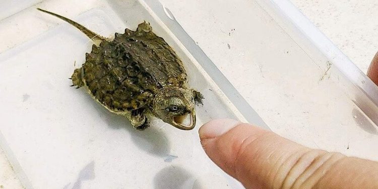 Rùa Cá Sấu bao nhiêu tiền 1 con?