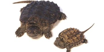 Rùa Common Snapping Turtle là một trong những em rùa có hình dáng “độc – lạ”