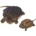 Rùa Common Snapping Turtle là một trong những em rùa có hình dáng “độc – lạ”