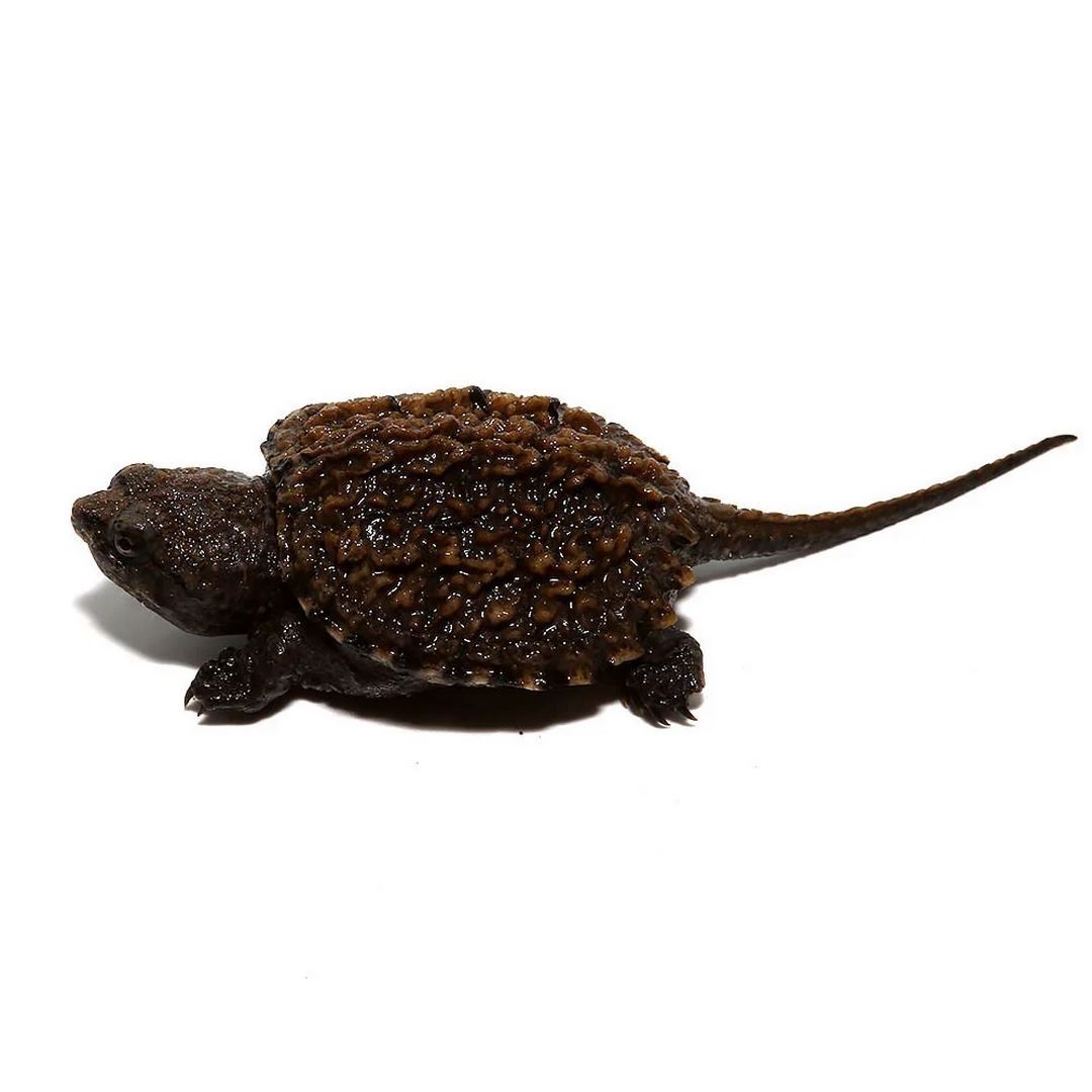 Đặc điểm của loài Common Snapping Turtle