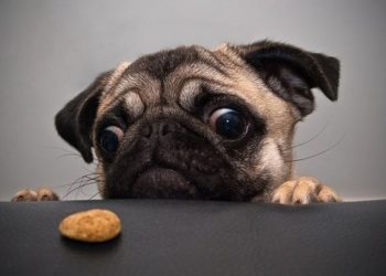 Khó thở là một bệnh thường gặp ở chó Pug