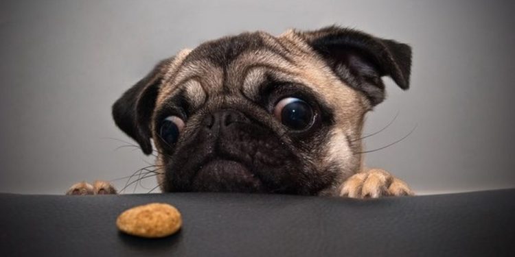 Khó thở là một bệnh thường gặp ở chó Pug